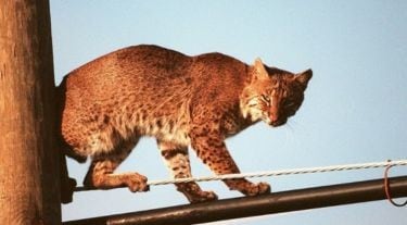 野生动物与资产保护