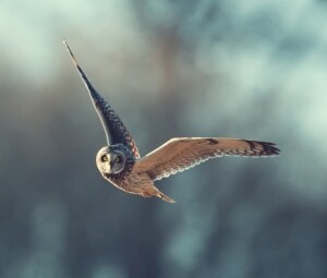 野生动物及资产保护