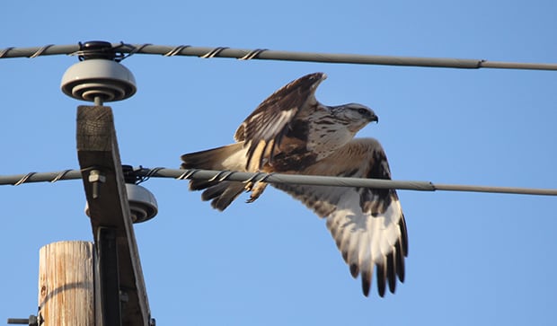 鳥類