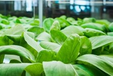 iluminación-para-hortícola