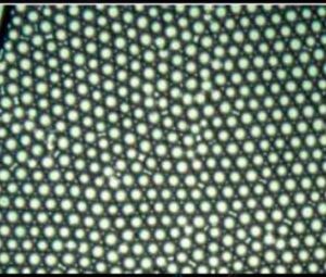 análisis unicelular